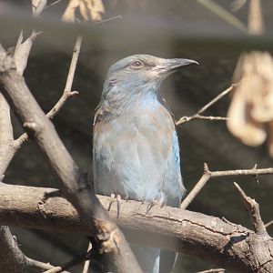 European roller (Coracias garrulus). Polish name - kraska.