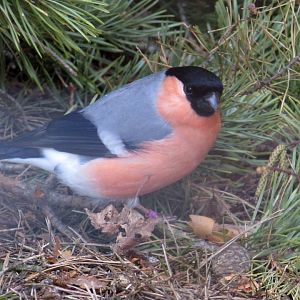 Common bullfinch (Pyrrhula pyrrhula). Polish name - gil.