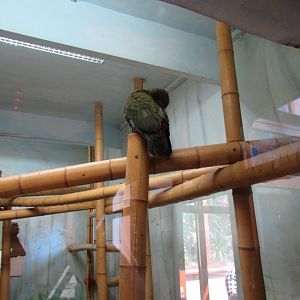 Birdhouse - Kea's enclosure