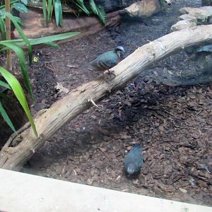 Luzon bleeding-heart