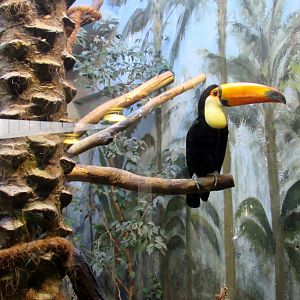 Toco toucan