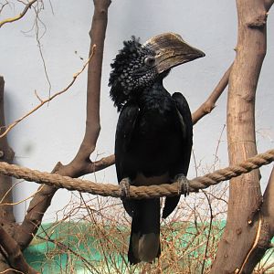 Silvery-cheeked Hornbill