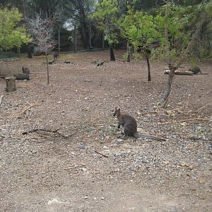 Reserve Africaine de Sigean - Australia exhibit