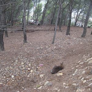 Reserve Africaine de Sigean - Australia exhibit