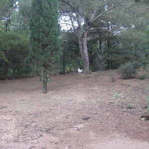 Reserve Africaine de Sigean - Chicken exhibit