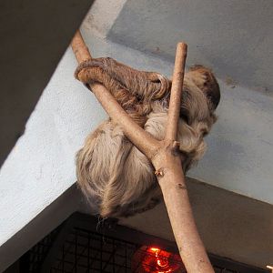 Two-toed Sloth