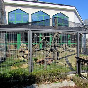 Enclosure Rock Hyrax