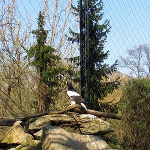 Steller's Sea Eagle