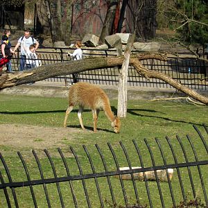 Part enclosure vicugnas