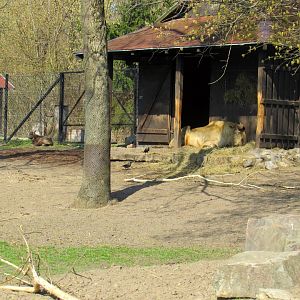 Central part enclosure takin and gorals.