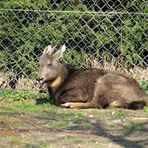 Long-tailed Goral