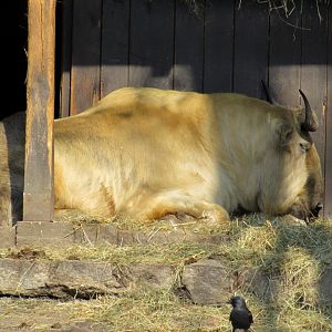 Sichuan Takin