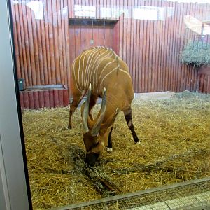 Eastern Bongo - indoor paddock