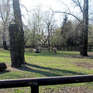 Przewalski Horse enclosure