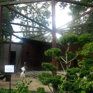 August 2013 - Red-crowned Crane aviary