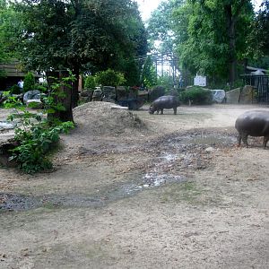 August 2013 - Pygmy Hippo enclosure