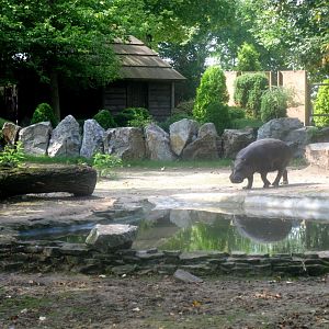 August 2013 - Pygmy Hippo