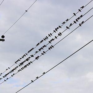 Barn Swallows - Near Kaeng Krachan National Park