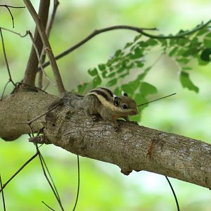 Western Striped Squirrel - Rice Fields Near Petchaburi