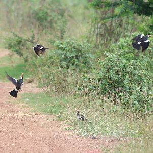 Asian Pied Starling Explosion - Rice Fields Near Petchaburi