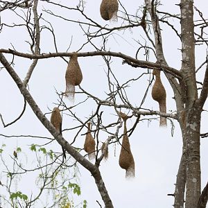 Weaver Colony - Rice Fields Near Petchaburi