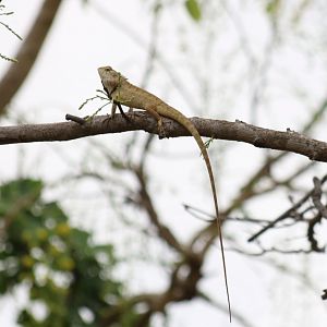 Changeable Crested-lizard - Rice Fields Near Petchaburi