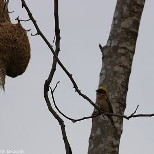 Baya Weaver with Nests - Rice Fields Near Petchaburi