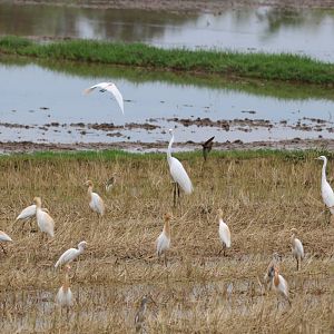 Egrets etc. - Rice Fields Near Petchaburi