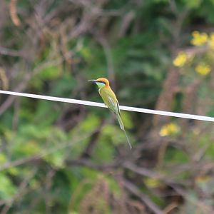 Green Bee-eater - Rice Fields Near Petchaburi