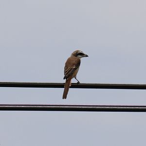 Brown Shrike - Rice Fields Near Petchaburi