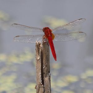 Dragonfly - Rice Fields Near Petchaburi