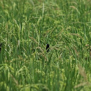 Chestnut Munias in a Sea of Rice - Rice Fields Near Petchaburi