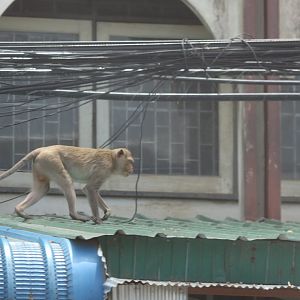 Urban Long-tailed Macaque