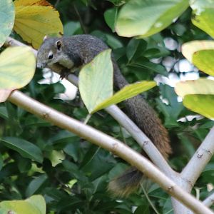 Variable Squirrel - Bangkok