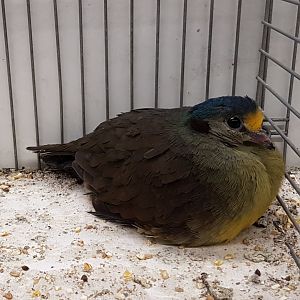 Sulawesi ground-dove