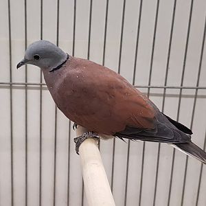 Red turtle-dove
