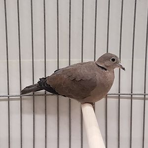 Red turtle-dove