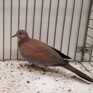 Laughing dove