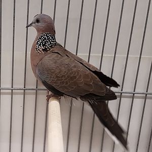 Spotted dove