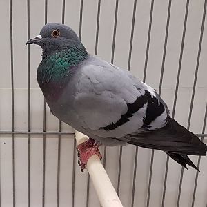 Rock pigeon