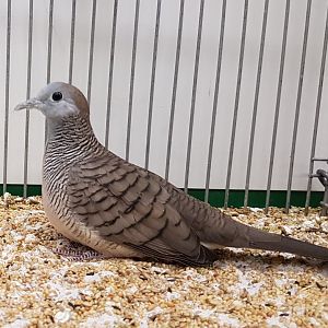 Zebra dove