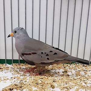 Croaking ground-dove