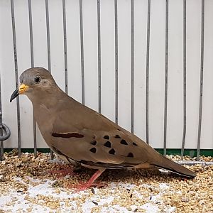 Croaking ground-dove