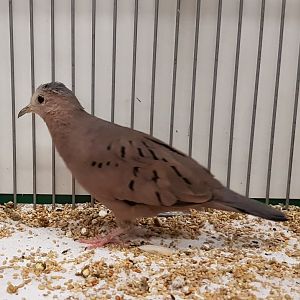 Ecuadorian ground-dove