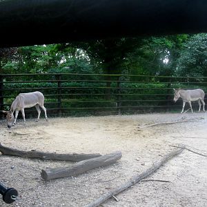 August 2013 - Wild Asses