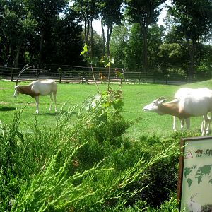 August 2013 - Scimitar Horned Oryxes