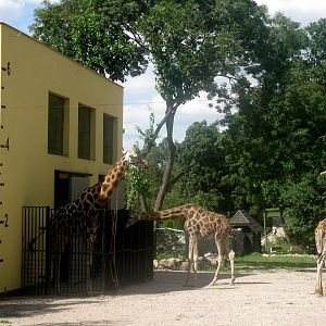 August 2013 - Giraffes enclosure and house (part)