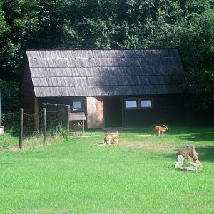 August 2013 - Red Kangaroo enclosure