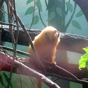 August 2013 - Golden Lion Tamarin