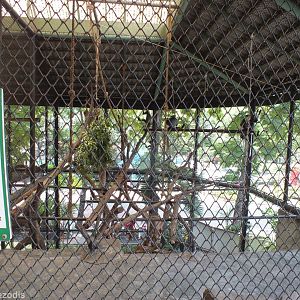 One of Many Red-shanked Douc Cages